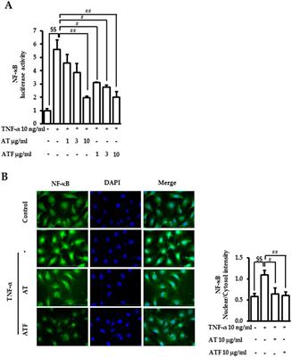 Acer tegmentosum Maxim and Bacillus subtilis-fermented products inhibit TNF-α-induced endothelial inflammation and vascular dysfunction of the retina: the role of tyrosol moiety in active compounds targeting Glu230 in SIRT1